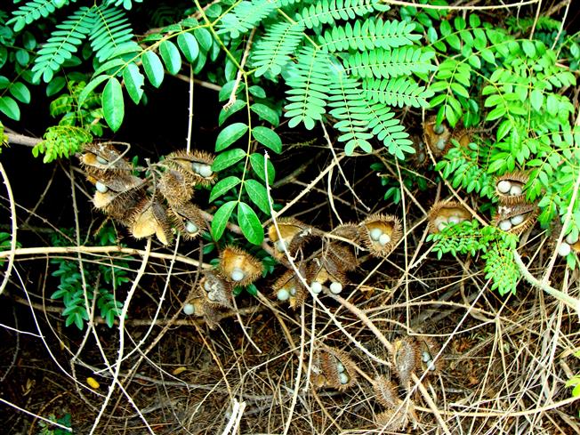 Guilandina bonduc